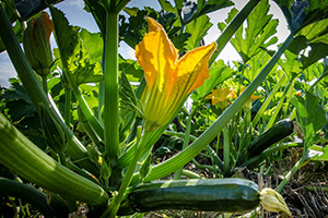 Zucchini flower in the field. USDA photo by Lance Cheung.