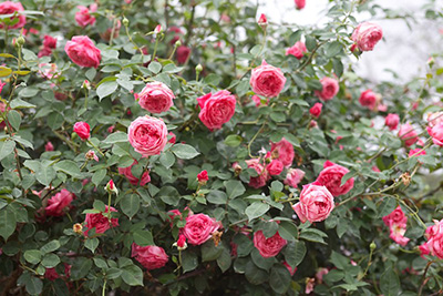 A dense rose bush covered in light pink, many-petaled flowers