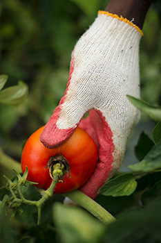 A gloved hand harvests a tomato