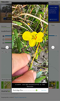 Screen shot of plant ID app on mobile phone showing a yellow flower.