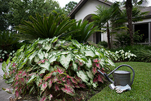 An island of caladiums in the lawn