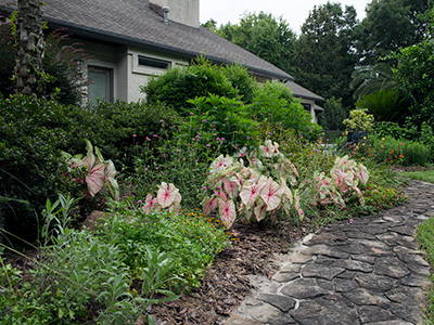 Home landscape with layers of plants and hardscape. Mulch at the bottom, then low plants, then shrubs, and even a tree.