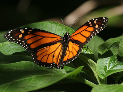 A monarch butterfly resting with its wings spread, showing its wings, orange with black markings.