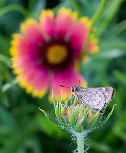 A gray moth perches on a budding blanket flower.