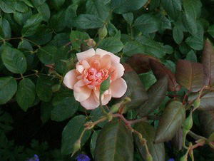 A pale pink rose