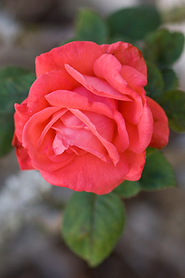 An almost salmon-colored rose.