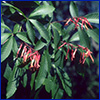 Red buckeye branches gracefully bow down with dark green ridged leaves and clusters of tubular red flowers. Photo by Vic Ramey, UF/IFAS.