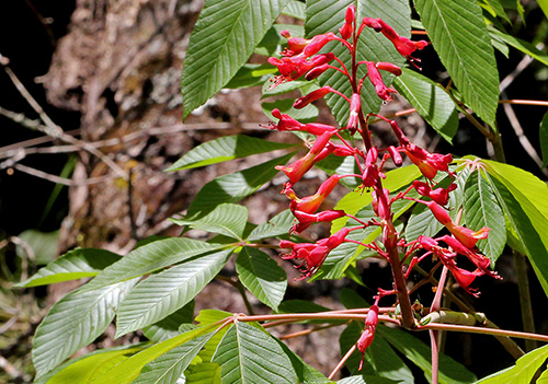 A upright stem of small, red, tubular flowers. Green, elongated and ridged leaves are also visible.