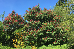 A large red buckeye growing alongside other trees with small understory plants visible.