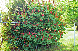 A shrub sized red buckeye growing alongside a chain-link fence.