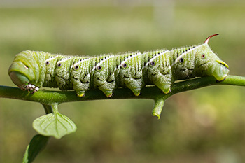 A really big lime green caterpillar.