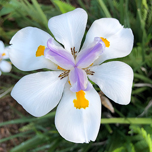 This African iris has white petals with lavender marking in the center and yellow pollen.