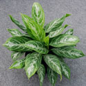 Leafy houseplant with large spade-shaped leaves, green with white veining.