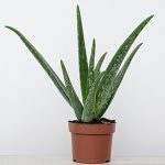 An aloe vera plant in a terra cotta colored plastic pot.