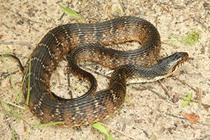 This banded water snake is large and dark with brown markings.