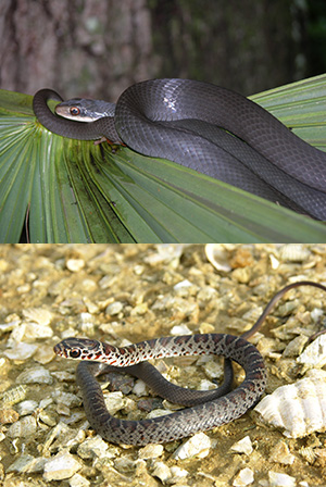 Two images, top showing an all black adult black racer snake and the bottom photo showing a juvenile black racer with gray, brown, black, and white markings.