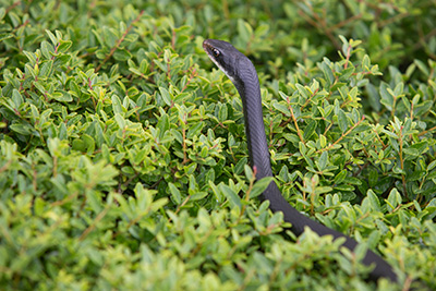 A black racer snake loiters on top of a hedge, probably waiting for a lizard.