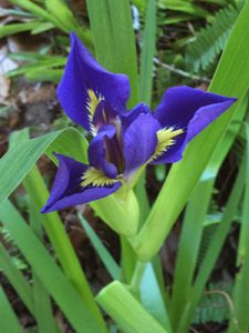 Blue flag iris flower is deep indigo with yellow markings at the "throat" of the flower