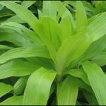 Bright lime green houseplant