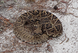 An Eastern diamondback rattlesnake coiled up and hissing.