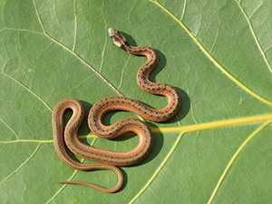 If you look closely you can see that this tiny snake is on a leaf