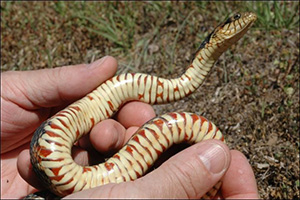 A Florida water snake held to show the distinctive bands of red on its cream colored belly.