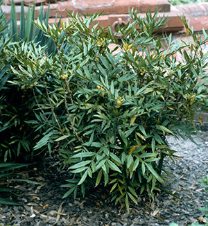 Fortune's mahonia has a fern like appearance with long, narrow leaves.