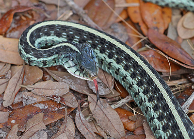 This garter snake is an unusual blue green color with black markings.