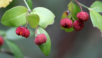 Here the hearts-a-bustin' pods are closed and look a little more like strawberries.