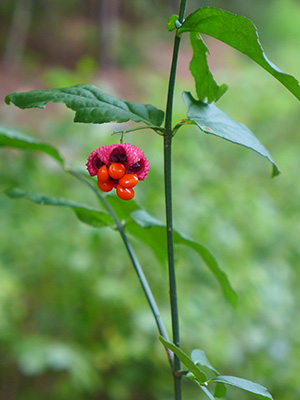 A leggy branch of this shrub, with a single seed pod showing it "busted" open and revealing bright red fruits.