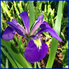 This blue flag iris is actually a purple-blue with yellow markings