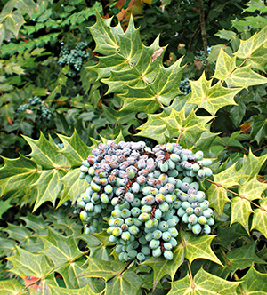 Leatherleaf mahonia has holly-like, pointy leaves and grapelike clusters of blue-purple berries