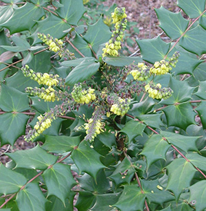 Leatherleaf mahonia has green leaves pointed like holly, and yellow flowers.