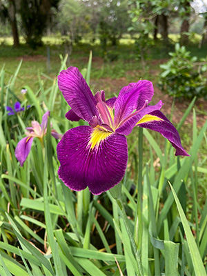 A Louisiana iris that is vibrantly purple with a yellow throat.