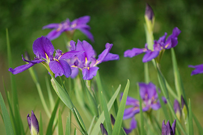 Purple Louisiana irises.