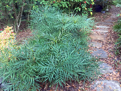 Soft caress mahonia is smaller and has fern-like foliage