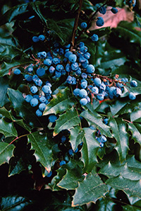 Oregon grapeholly has dark green shiny pointed leaves and clusters of blue berries.