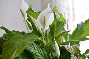 Peace lily plant with ribbed green leaves and a white flower-like spathe and long singular spadex.