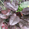 Houseplant with elongated heart-shaped leaves that are dark purple.