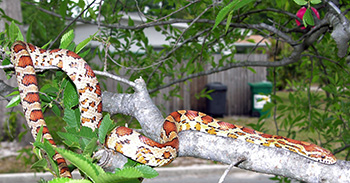 Red rat snake in tree has almost a leopard spotted pattern of deep orange red spots ringed in black on a cream background.