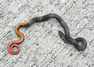 Ring-necked snake starts uniformly black with a faint ring at the head but it flips its tail end to reveal a bright orange-red belly.