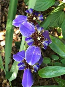 This walking iris is purple with a leopard pattern in the center.