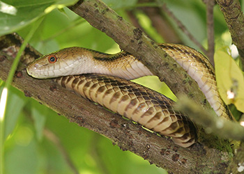 Yellow rat snake in tree is pale yellow with dark banding.