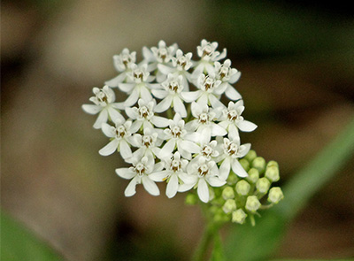 A globe like cluster of tiny white flowers, photo by Mary Keim