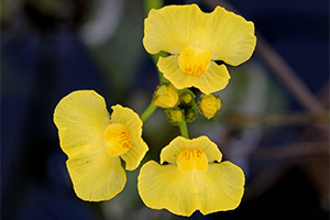 Tiny yellow flowers of a native bladderwort, by Mary Keim.