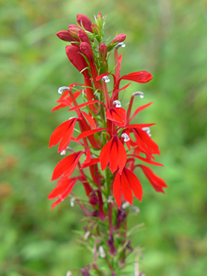 A small spike of tiny bright red tubular flowers. Cardinal flower photo by Scott Zona.