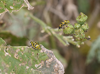 Cucumber beetles resemble yellow lady bugs with black spots. These are eating leaves.