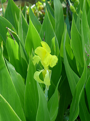 An almost-neon yellow canna lily with a backdrop of bright green sword shaped leaves. Photo by Scott Zona.