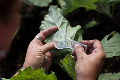 Using a small plastic magnifier to look at a leaf for insect pests.