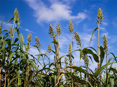 Sorghum is a grain crop, tall like corn but with spikes of seed clusters instead of cobs.